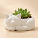 Joyero Gatito Dormilón Blanco